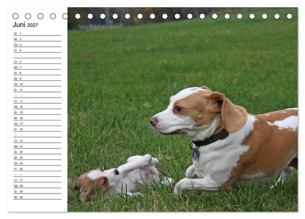 Produktbild: DER BEAGLEige TERMINPLANER (Tischkalender 2027 DIN A5 quer), CALVENDO Monatskalender