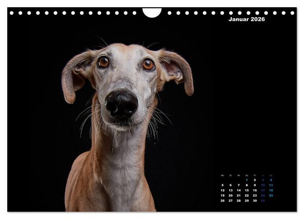Produktbild: Die Stimme der Windhunde (Wandkalender 2026 DIN A4 quer), CALVENDO Monatskalender