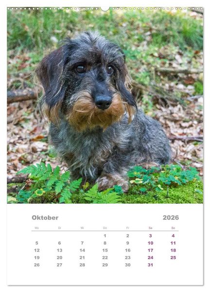 Produktbild: Dackel(augen)blicke (Wandkalender 2026 DIN A2 hoch), CALVENDO Monatskalender