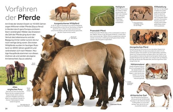 Produktbild: Memo Wissen. Pferde