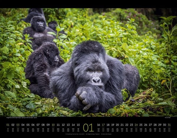 Produktbild: Wildes Afrika Kalender 2027