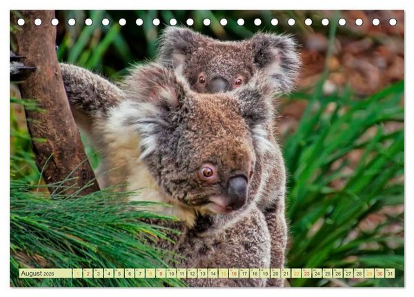 Produktbild: Koala - kleiner Teddy (Tischkalender 2026 DIN A5 quer), CALVENDO Monatskalender