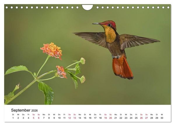 Produktbild: Kolibris - Juwelen der L&uuml;fte (Wandkalender 2026 DIN A4 quer), CALVENDO Monatskalender