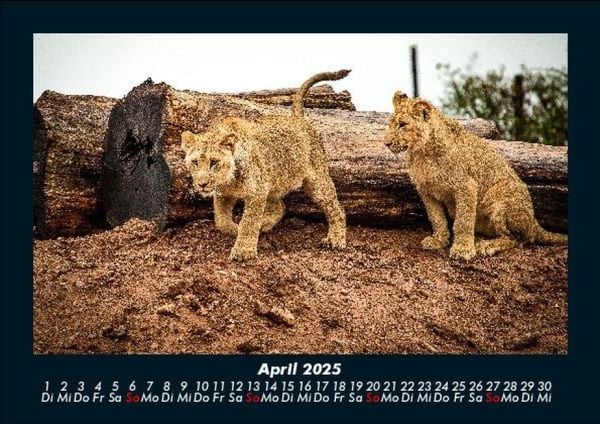 Produktbild: L&ouml;wen in der Wildnis 2025 Fotokalender DIN A5