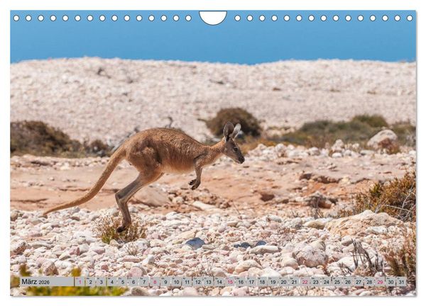 Produktbild: K&auml;ngururs und Wallabys (Wandkalender 2026 DIN A4 quer), CALVENDO Monatskalender