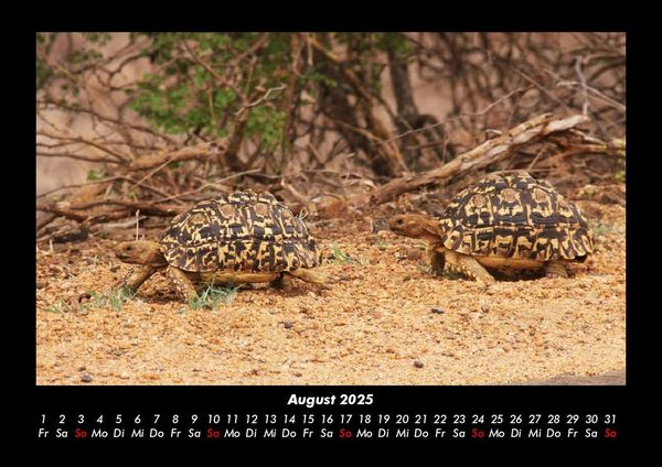 Produktbild: Schildkr&ouml;tenzauber 2025 Fotokalender DIN A3