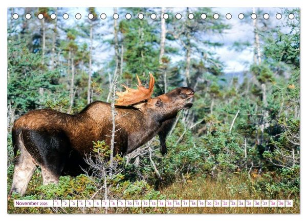 Produktbild: THE NORTHERN WOODLANDS MOOSE (Desk Calendar 2026 DIN A5 landscape), CALVENDO 12 Month DeskCalendar