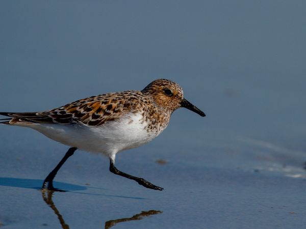 Produktbild: CALVENDO Puzzle Sanderling | 1000 Teile Lege-Gr&ouml;&szlig;e 64x48cm Foto-Puzzle f&uuml;r gl&uuml;ckliche Stunden