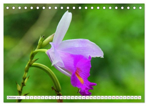 Produktbild: Asiatische Blumenpracht (Tischkalender 2026 DIN A5 quer), CALVENDO Monatskalender