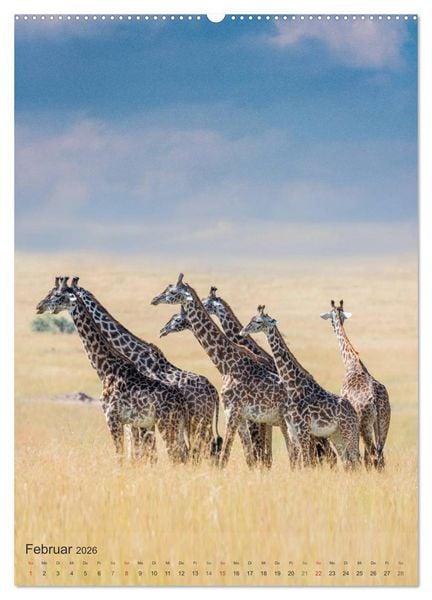 Produktbild: Emotionale Momente: Giraffen, die h&ouml;chsten Tiere der Welt. (Wandkalender 2026 DIN A2 hoch), CALVENDO Monatskalender