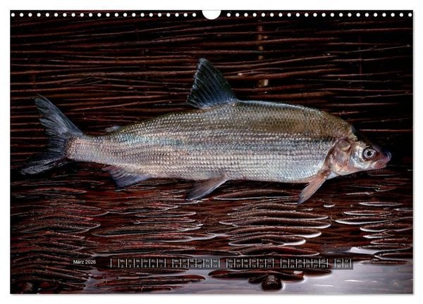 Produktbild: UNSER FISCH. S&Uuml;&szlig;WASSER. (Wandkalender 2026 DIN A3 quer), CALVENDO Monatskalender