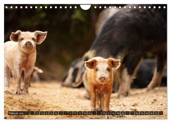 Produktbild: Korsika - s&uuml;&szlig;e, wilde Schweinchen (Wandkalender 2026 DIN A4 quer), CALVENDO Monatskalender
