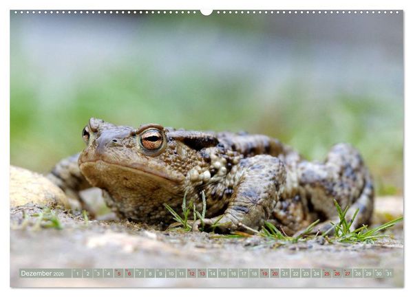 Produktbild: Kr&ouml;ten auf Wanderschaft (hochwertiger Premium Wandkalender 2026 DIN A2 quer), Kunstdruck in Hochglanz