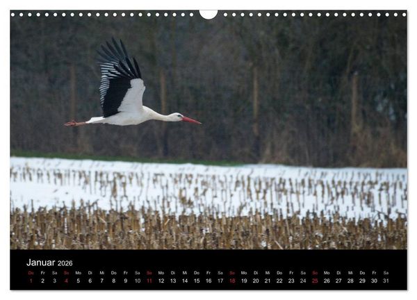 Produktbild: Ein Jahr bei den St&ouml;rchen (Wandkalender 2026 DIN A3 quer), CALVENDO Monatskalender