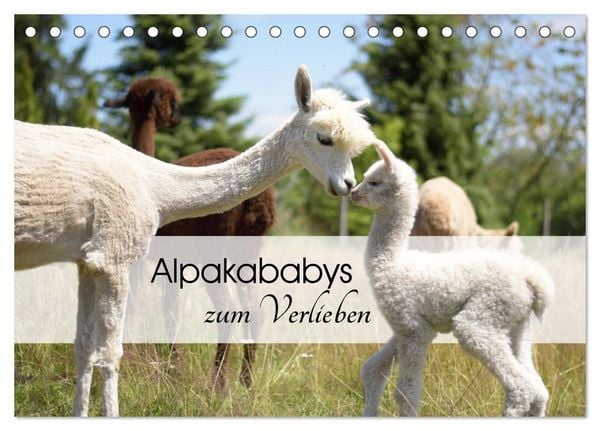 Produktbild: Alpakababys zum Verlieben (Tischkalender 2026 DIN A5 quer), CALVENDO Monatskalender