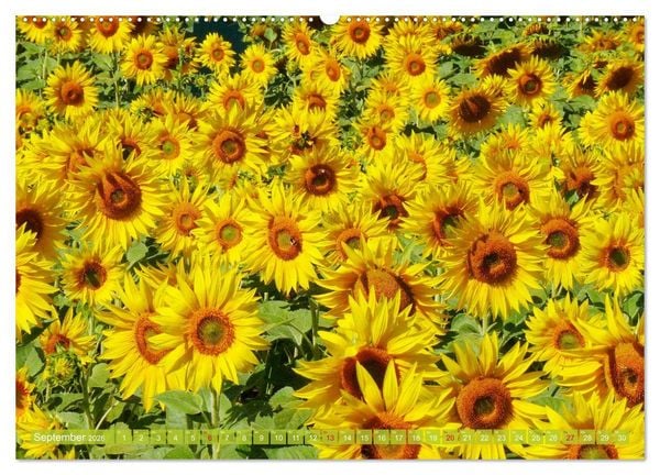 Produktbild: Sonnenblumenwelt (hochwertiger Premium Wandkalender 2026 DIN A2 quer), Kunstdruck in Hochglanz