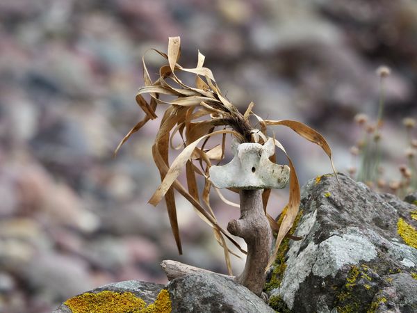 Produktbild: Stranding