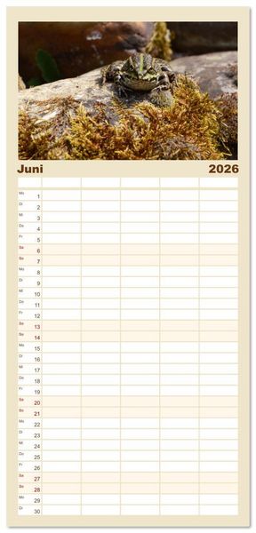 Produktbild: Familienplaner 2026 - Frosch Karl, Hans und Max im Einklang der Natur mit 5 Spalten (Wandkalender, 21 x 45 cm) CALVENDO