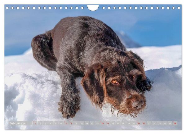 Produktbild: Deutsch Drahthaar - Ein Jahr mit Max (Wandkalender 2026 DIN A4 quer), CALVENDO Monatskalender
