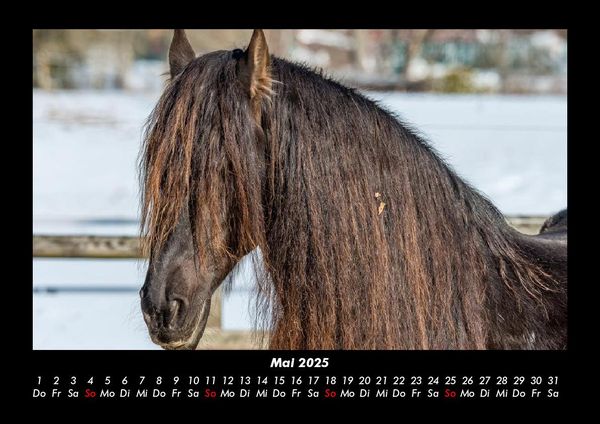 Produktbild: Pferdegefl&uuml;ster 2025 Fotokalender DIN A3