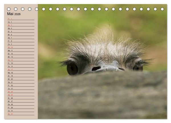 Produktbild: Vogel Strau&szlig;. Imposanter Riese und L&auml;ufer (Tischkalender 2026 DIN A5 quer), CALVENDO Monatskalender
