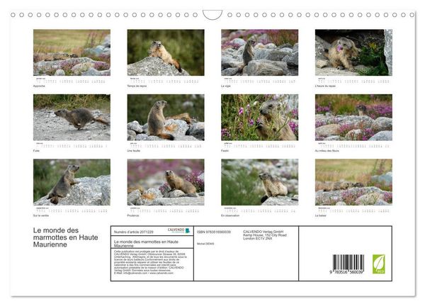 Produktbild: Le monde des marmottes en Haute Maurienne (Calendrier mural 2026 DIN A3 vertical), CALVENDO calendrier mensuel