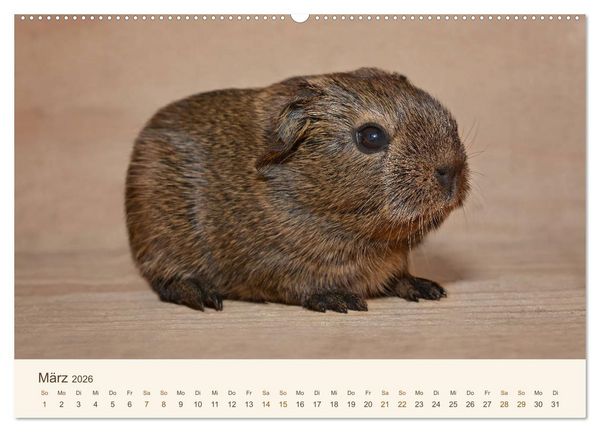 Produktbild: Meerschweinchen Portraits (Wandkalender 2026 DIN A2 quer), CALVENDO Monatskalender
