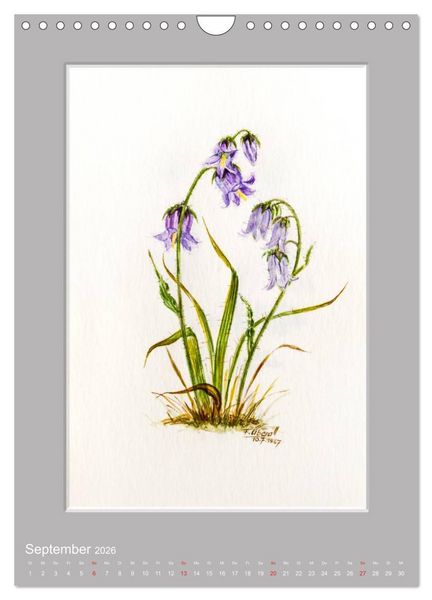Produktbild: Alpenblumen Aquarelle aus Tirol (Wandkalender 2026 DIN A4 hoch), CALVENDO Monatskalender