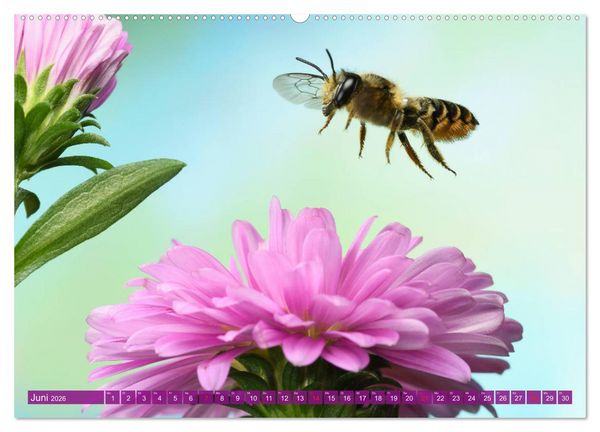 Produktbild: Sechs Beine in der Luft - Wildbienen im Flug (hochwertiger Premium Wandkalender 2026 DIN A2 quer), Kunstdruck in Hochglanz