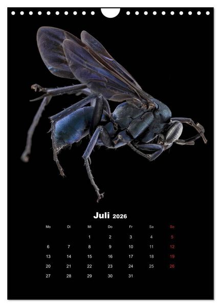 Produktbild: Schillernde Insektenwelt (Wandkalender 2026 DIN A4 hoch), CALVENDO Monatskalender