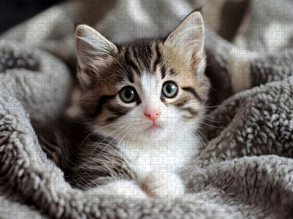 Produktbild: CALVENDO Puzzle S&uuml;sse kleine Babykatze | 1000 Teile Lege-Gr&ouml;&szlig;e 64x48cm Foto-Puzzle f&uuml;r gl&uuml;ckliche Stunden