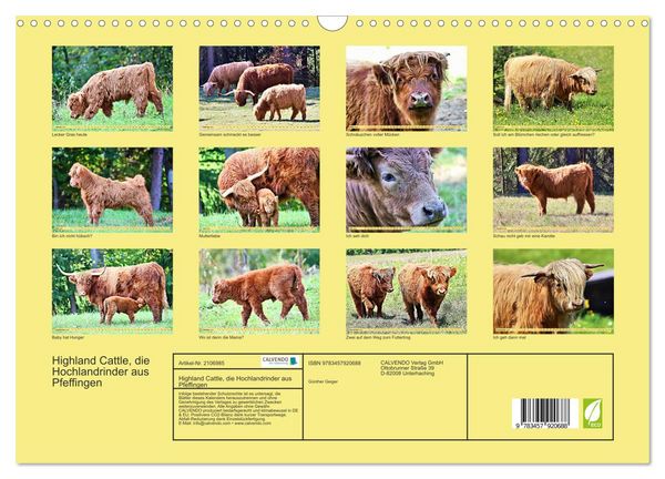 Produktbild: Highland Cattle, die Hochlandrinder aus Pfeffingen (Wandkalender 2026 DIN A3 quer), CALVENDO Monatskalender