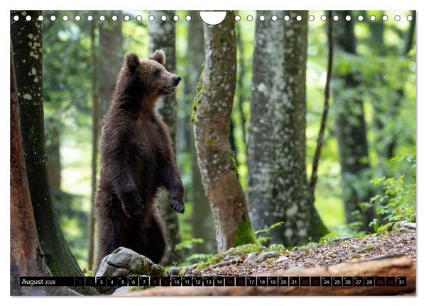 Produktbild: Lautlos in den W&auml;ldern Sloweniens (Wandkalender 2026 DIN A4 quer), CALVENDO Monatskalender