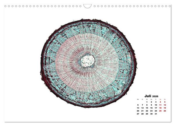 Produktbild: Pflanzen unter dem Mikroskop (Wandkalender 2026 DIN A3 quer), CALVENDO Monatskalender