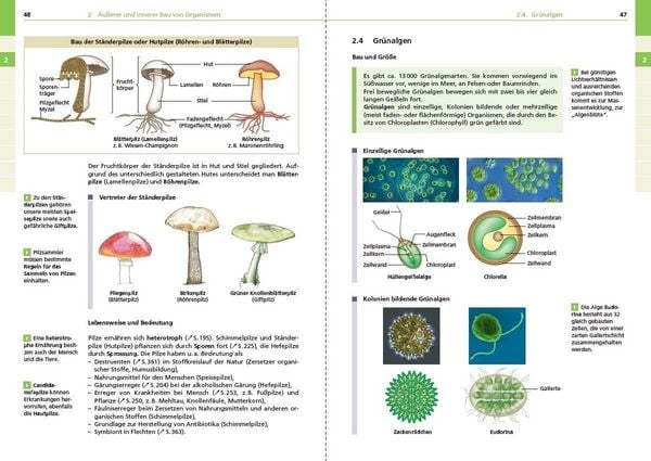 Produktbild: Basiswissen Schule &ndash; Biologie 5. bis 10. Klasse