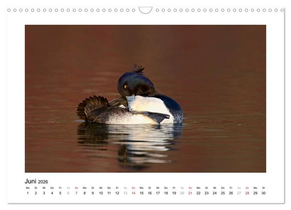 Produktbild: Geschnatter - Enten und G&auml;nse in Deutschland (Wandkalender 2026 DIN A3 quer), CALVENDO Monatskalender