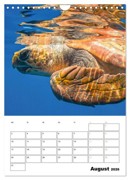 Produktbild: Wunderbare Wasserwelt der Meeresschildkr&ouml;ten (Wandkalender 2026 DIN A4 hoch), CALVENDO Monatskalender