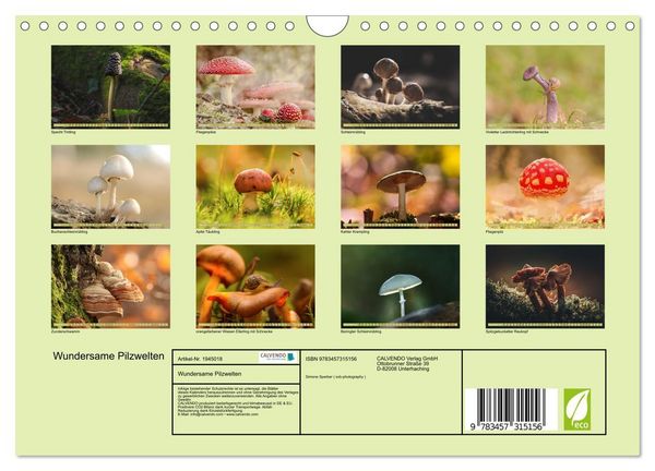 Produktbild: Wundersame Pilzwelten (Wandkalender 2026 DIN A4 quer), CALVENDO Monatskalender