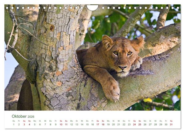 Produktbild: Tierwelten UGANDA (Wandkalender 2026 DIN A4 quer), CALVENDO Monatskalender