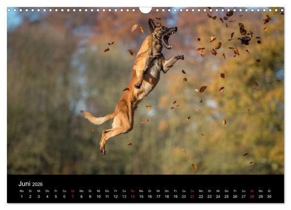 Produktbild: Belgischer Sch&auml;ferhund - Der Malinois in Action (Wandkalender 2026 DIN A3 quer), CALVENDO Monatskalender