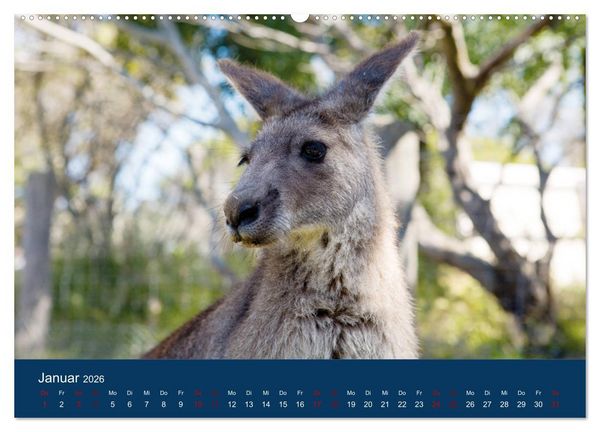 Produktbild: Freilebende K&auml;ngurus (hochwertiger Premium Wandkalender 2026 DIN A2 quer), Kunstdruck in Hochglanz
