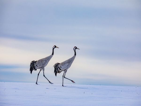 Produktbild: CALVENDO Puzzle Winterspaziergang der Kraniche auf verschneitem Feld | 1000 Teile Lege-Gr&ouml;&szlig;e 64x48cm Foto-Puzzle f&uuml;r gl&uuml;ckliche Stunden