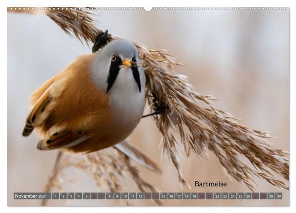 Produktbild: Vogelfotografie aus dem Norden (Wandkalender 2027 DIN A2 quer), CALVENDO Monatskalender