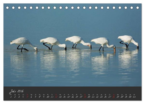 Produktbild: Natur erleben Seewinkel-Neusiedlersee (Tischkalender 2026 DIN A5 quer), CALVENDO Monatskalender
