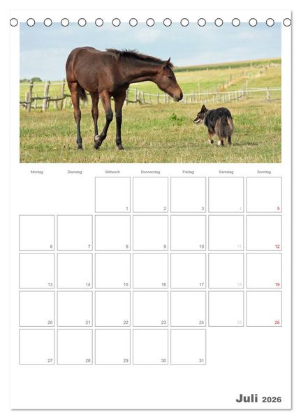 Produktbild: Fohlen und Jungpferde (Tischkalender 2026 DIN A5 hoch), CALVENDO Monatskalender