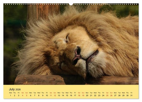 Produktbild: Just Big Cats (High Quality Premium Wall Calendar 2026 DIN A2 landscape),CALVENDO 12 Month Wall Calendar