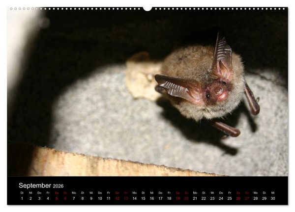 Produktbild: Flederm&auml;use - J&auml;ger der Nacht (Wandkalender 2026 DIN A2 quer), CALVENDO Monatskalender