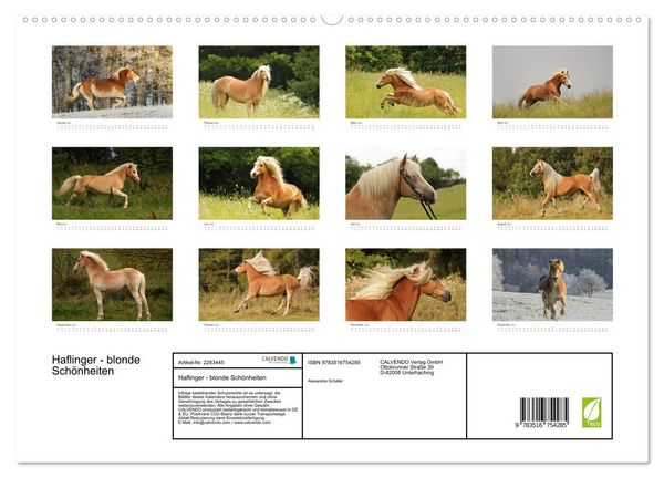Produktbild: Haflinger - blonde Sch&ouml;nheiten (hochwertiger Premium Wandkalender 2027 DIN A2 quer), Kunstdruck in Hochglanz