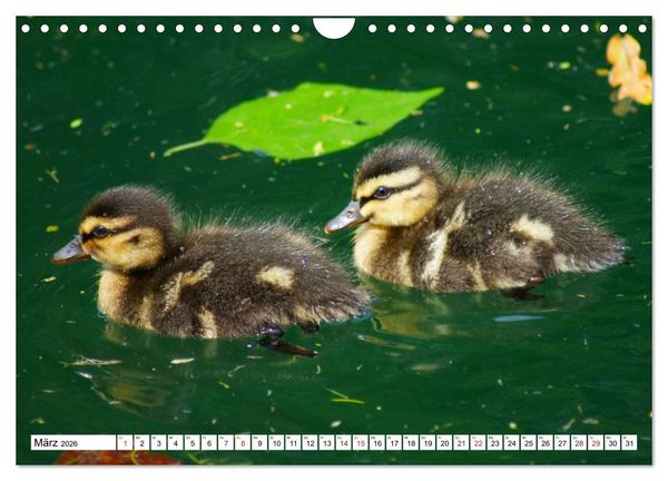 Produktbild: Niedliche Entenk&uuml;ken (Wandkalender 2026 DIN A4 quer), CALVENDO Monatskalender
