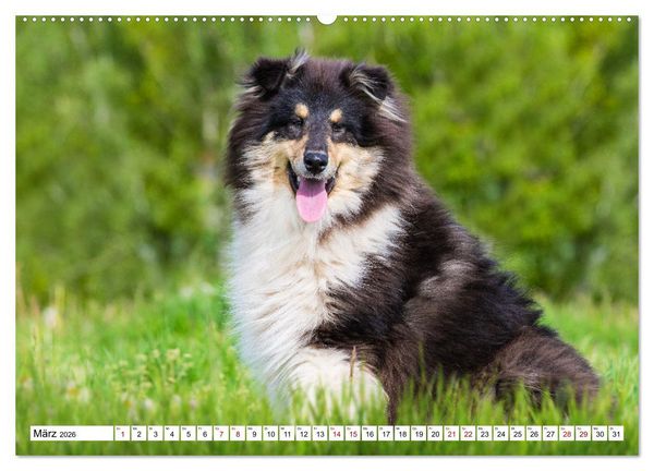 Produktbild: Collies - Eine Liebe f&uuml;r immer und ewig (hochwertiger Premium Wandkalender 2026 DIN A2 quer), Kunstdruck in Hochglanz